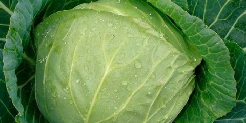 Kada saditi sadnice kupusa u otvorenom tlu na uralu